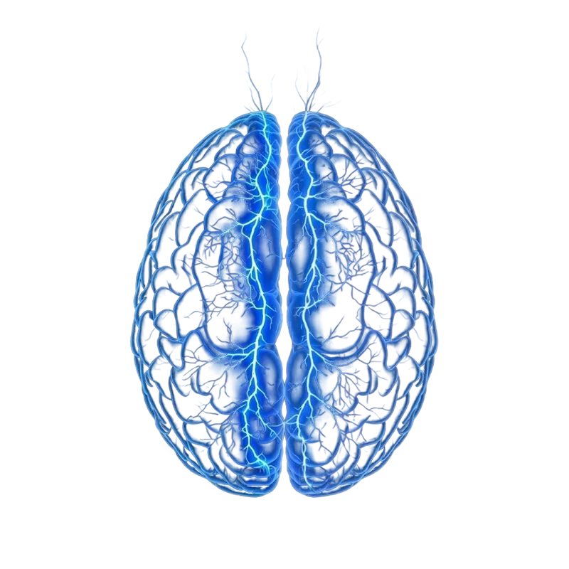 Brain